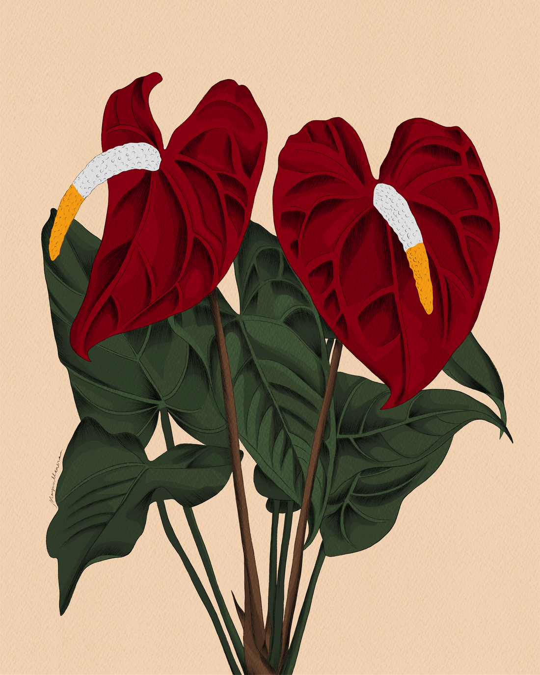 Anthurium Exclusive Art Print