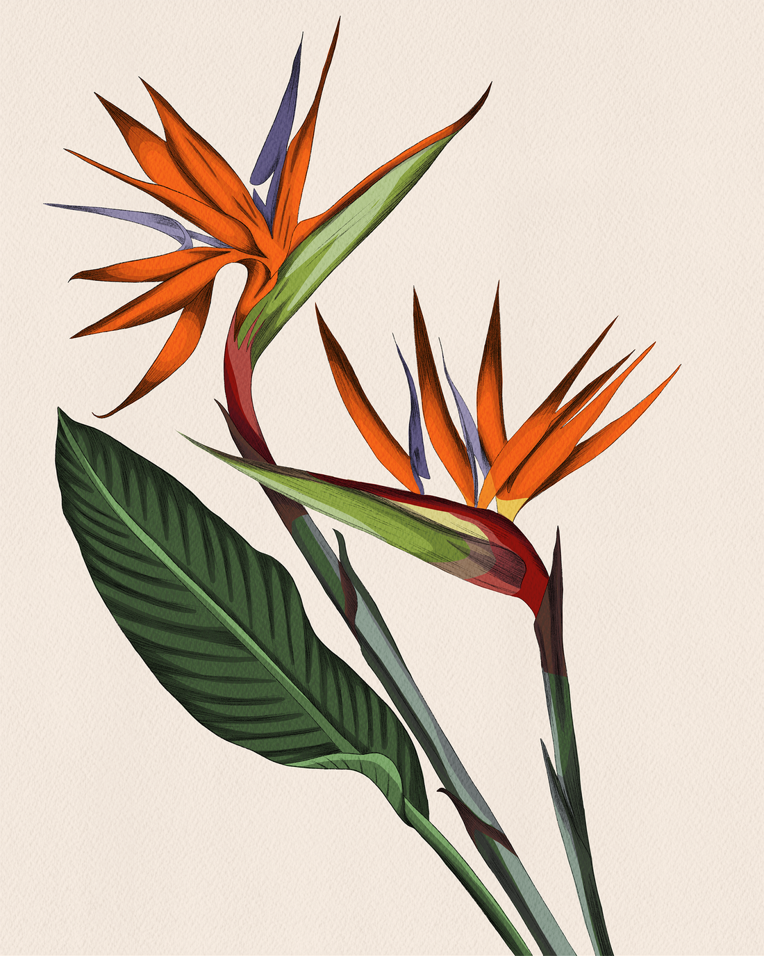 Manu Palekaiko Art Print