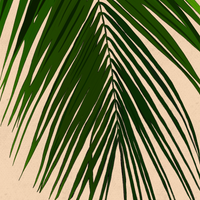 Palm Leaf Art Print